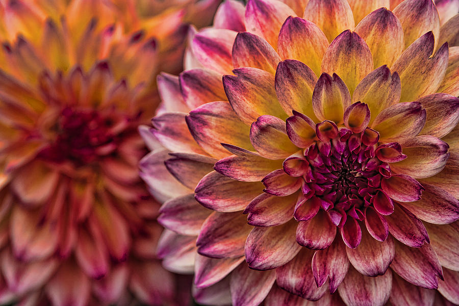 Flower Photograph - Stacked Dahlias by Wes and Dotty Weber