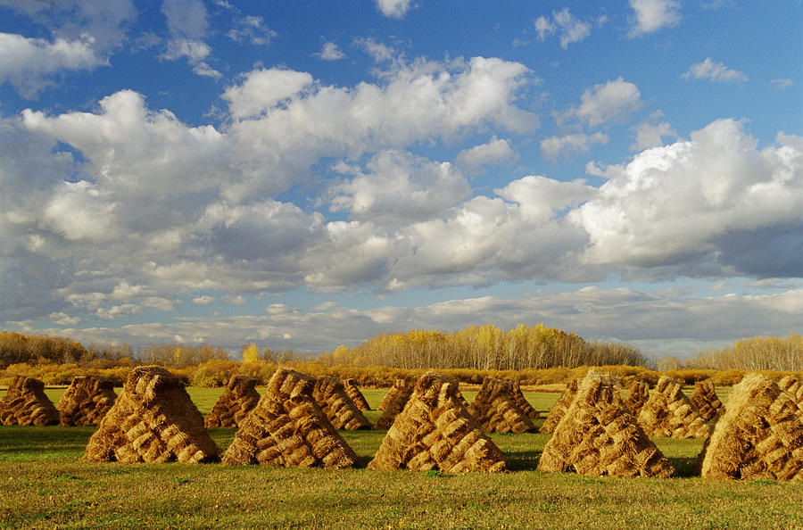 Stacked Hay Bales In Field Selkirk Photograph By Dave Reede