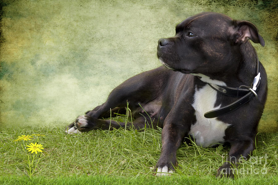 Staffie Dog Portrait Photograph by Ethiriel Photography