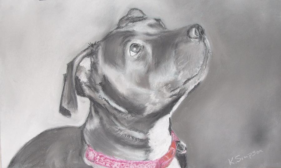 Staffordshire Terrier Drawing by Karl Simpson