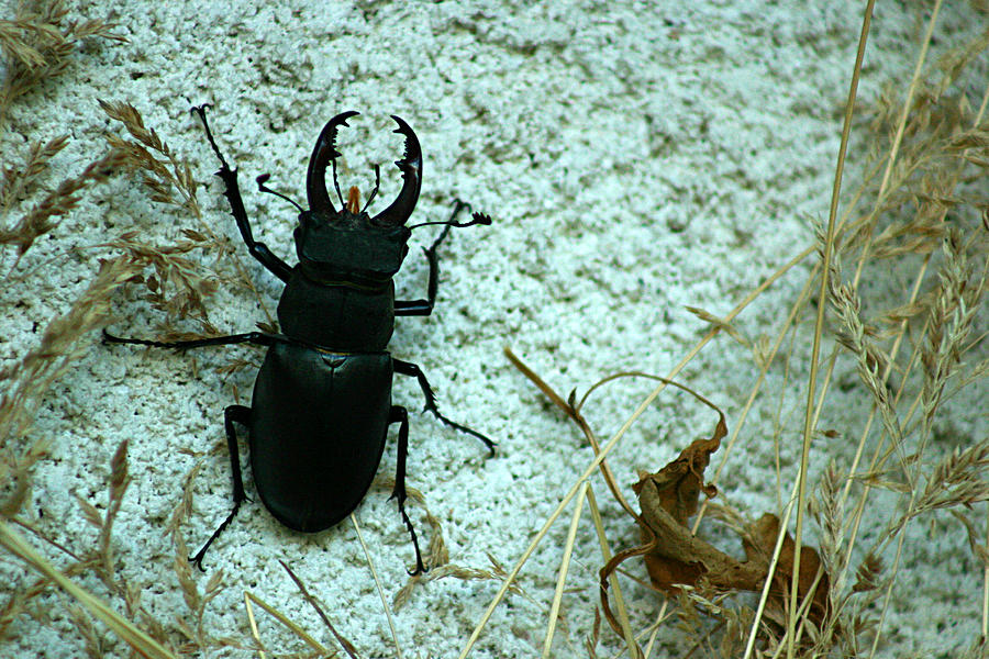Stag beetle Photograph by Emanuel Tanjala