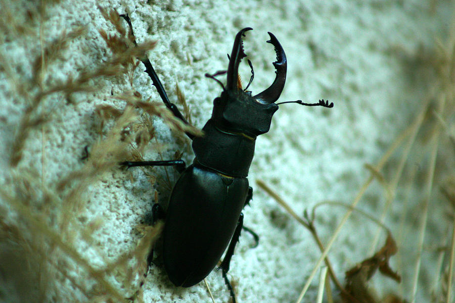 Stag beetle on wall Photograph by Emanuel Tanjala