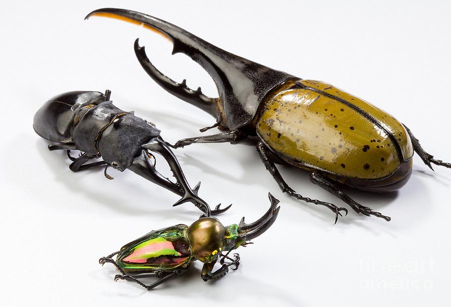 Stag Beetles Photograph by Science Source