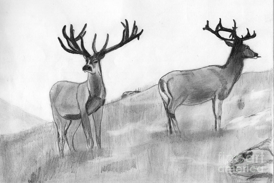 Deer Drawing - Stag by Shashi Kumar