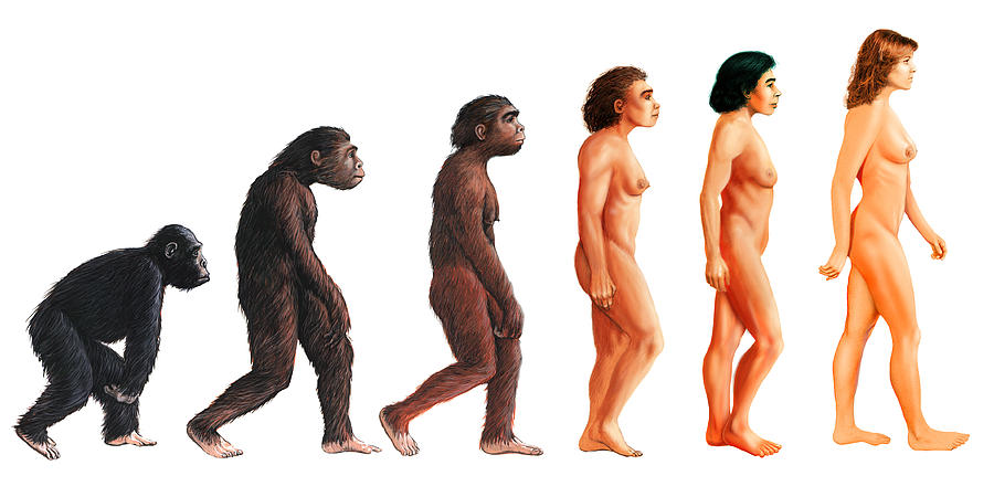 Human Evolution Photograph - Stages In Female Human Evolution by David Gifford