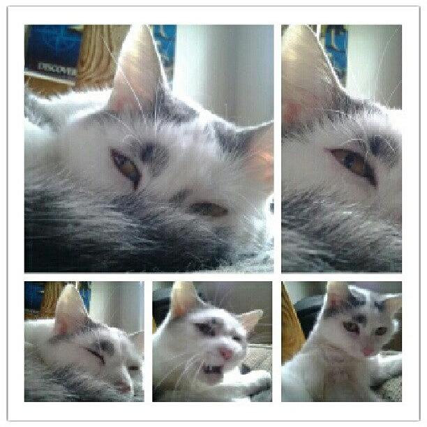 Cat Photograph - Stages Of Seelet #cat #cats #catstagram by Haley BCU