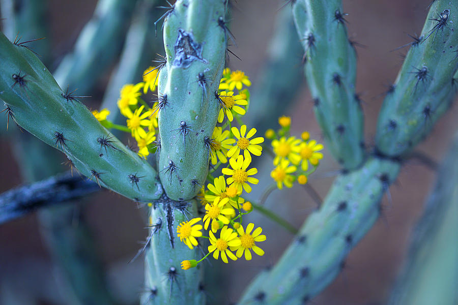 Staghorn Cholla Cactus Photograph by Raul Touzon