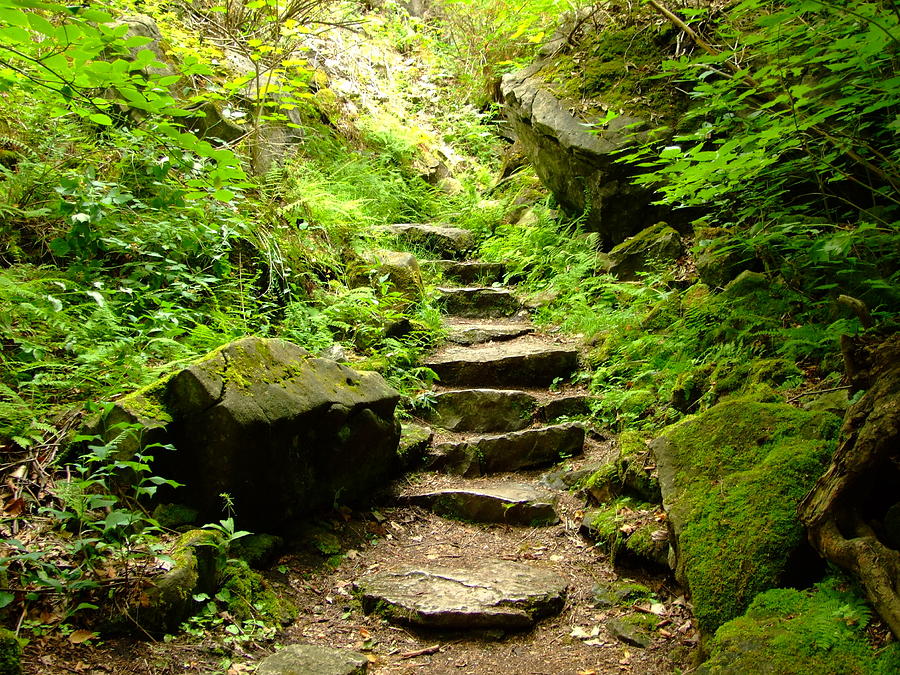 Staircase in woods Photograph by Dennis Faucher - Fine Art America