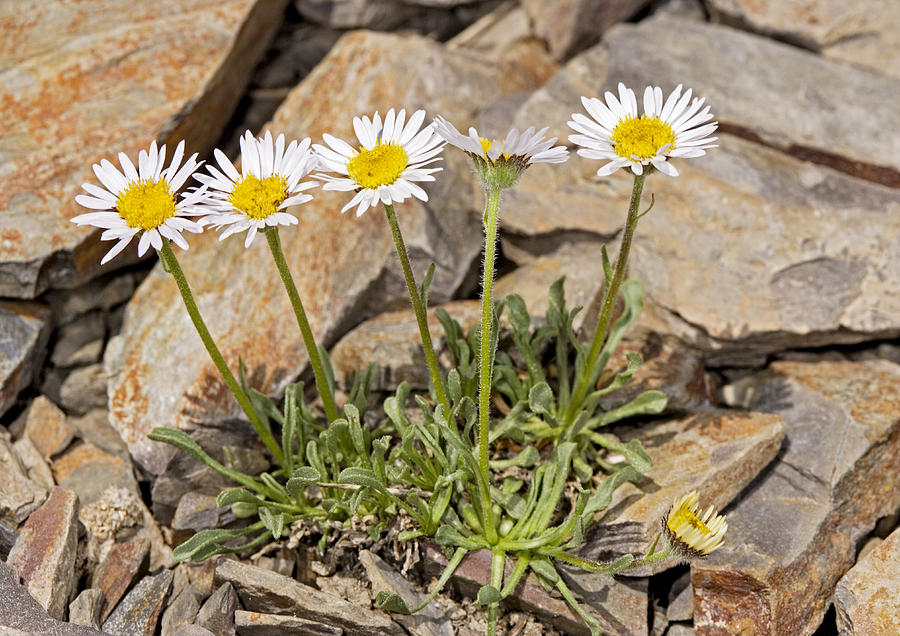 Stalked Fleabane (erigeron Algidus) Photograph by Science Photo Library Stalked Fleabane (erigeron Algidus) Photograph by Science Photo Library