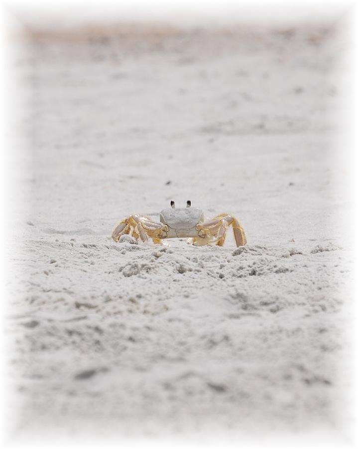 Stalker Crab Photograph by Judy Hall-Folde