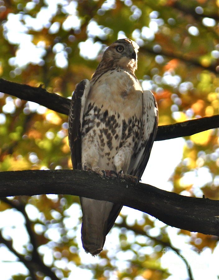 Stalker Photograph by Jim Simak