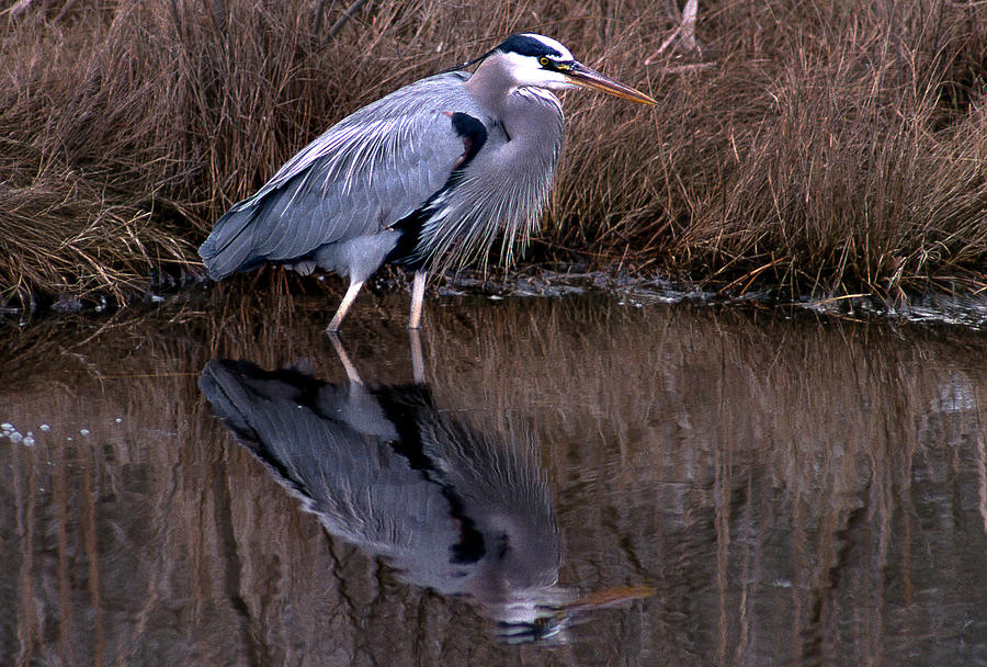 Heron Photograph - Stalker by Skip Willits