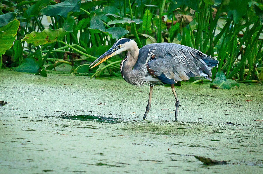 Stalkiing . . . Photograph by Emma Barth-Elias | Fine Art America