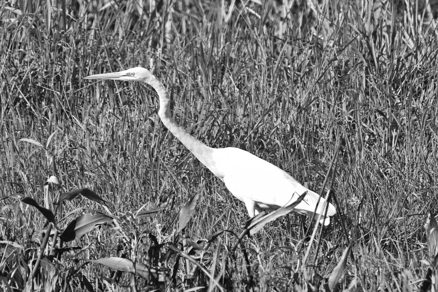 Stalking Egret Photograph by Douglas Barnard