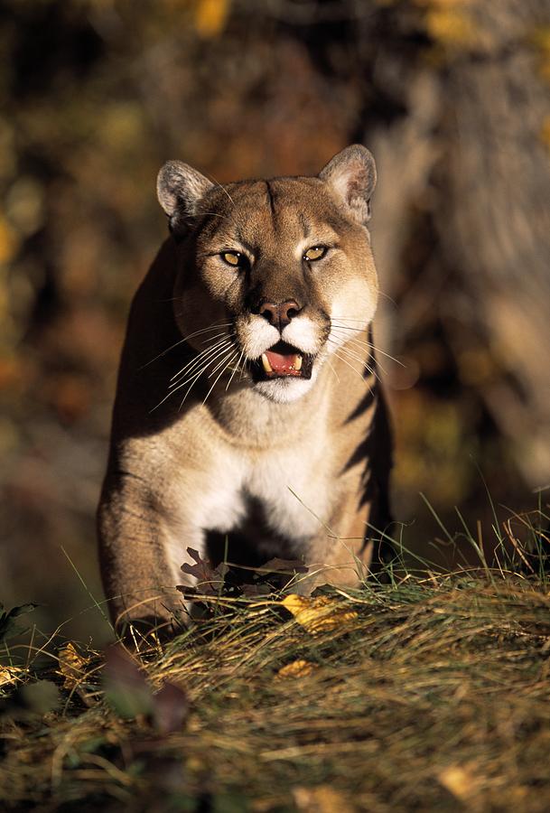 Cat Photograph - Stalking Mountain Lion by Natural Selection David Ponton
