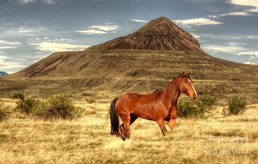Stallion at Pyramid Butte Photograph by Dennis Hammer