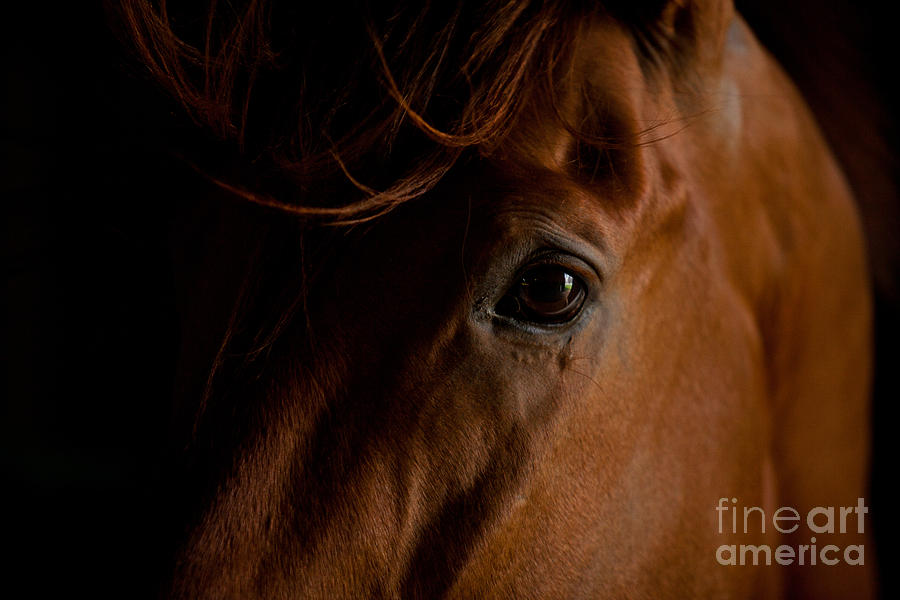 Stallion Eye Photograph by Terri Cage