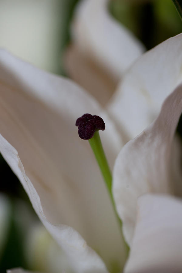 Stamen Photograph by Carole Hinding