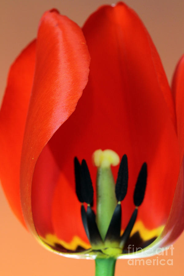 Flower Photograph - Stamen Of Tulip by Photo Researchers Inc