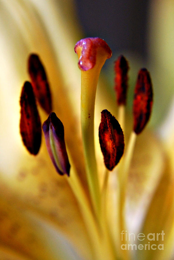 Flower Photograph - Stamens by Pravine Chester