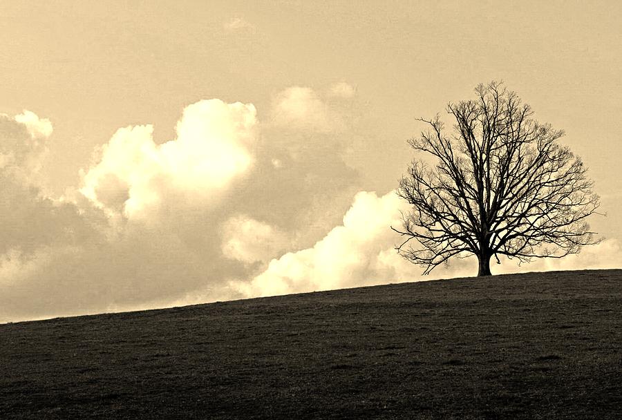 Stand alone tree 2 Photograph by Sumit Mehndiratta