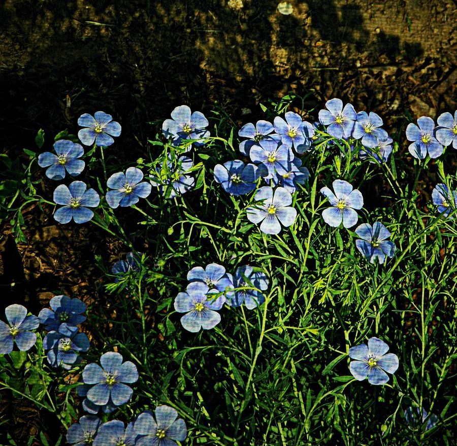 Stand of Linum Photograph by Chris Berry