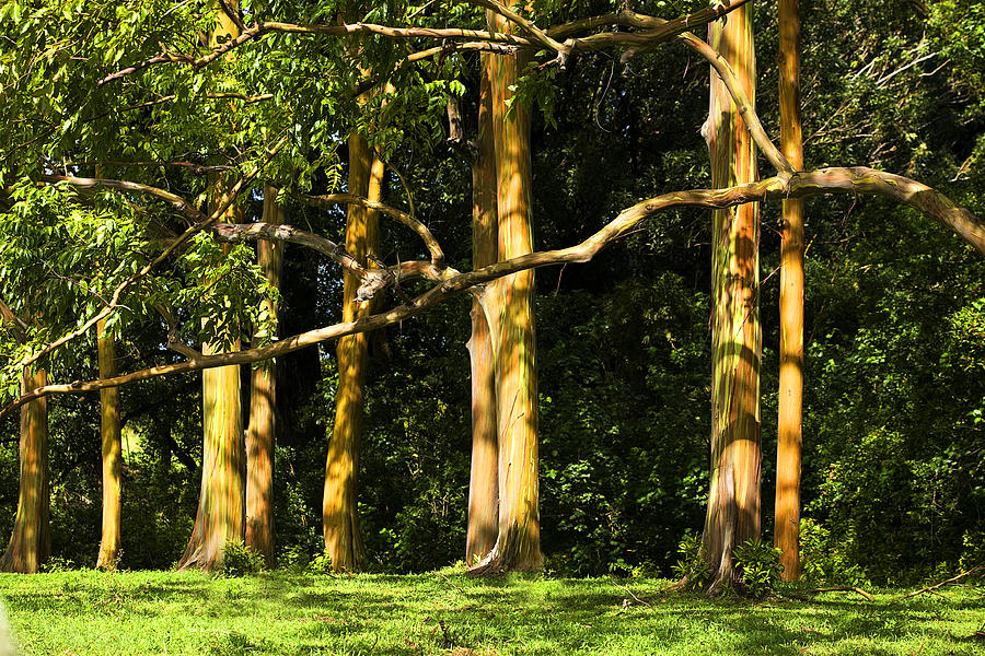 Stand of Rainbow Eucalyptus Trees Photograph by Marilyn Hunt