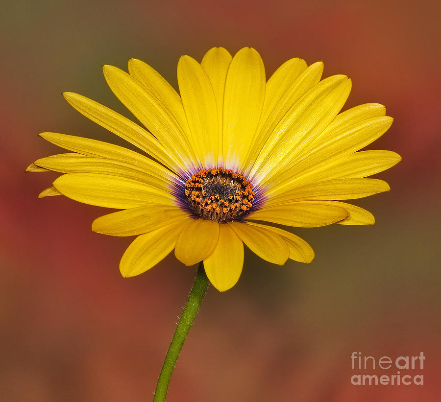 Daisy Photograph - Stand Tall by Susan Candelario