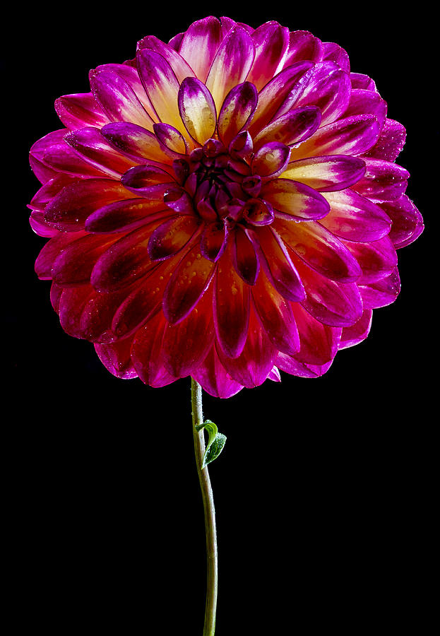 Stand up Dahlia Photograph by Jean Noren