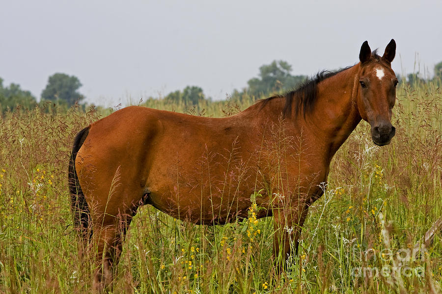 Standardbred Mare Photograph by Kenneth M Highfill and Photo Researchers