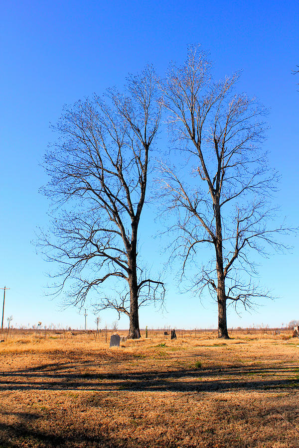 Tree Photograph - Standing Alone Together by Karen Wagner
