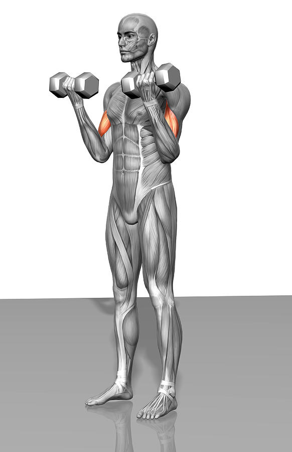 Vertical Photograph - Standing Biceps Curl (part 1 Of 2) by MedicalRF.com
