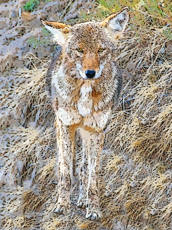 Standing Coyote Painting by David Lee Thompson