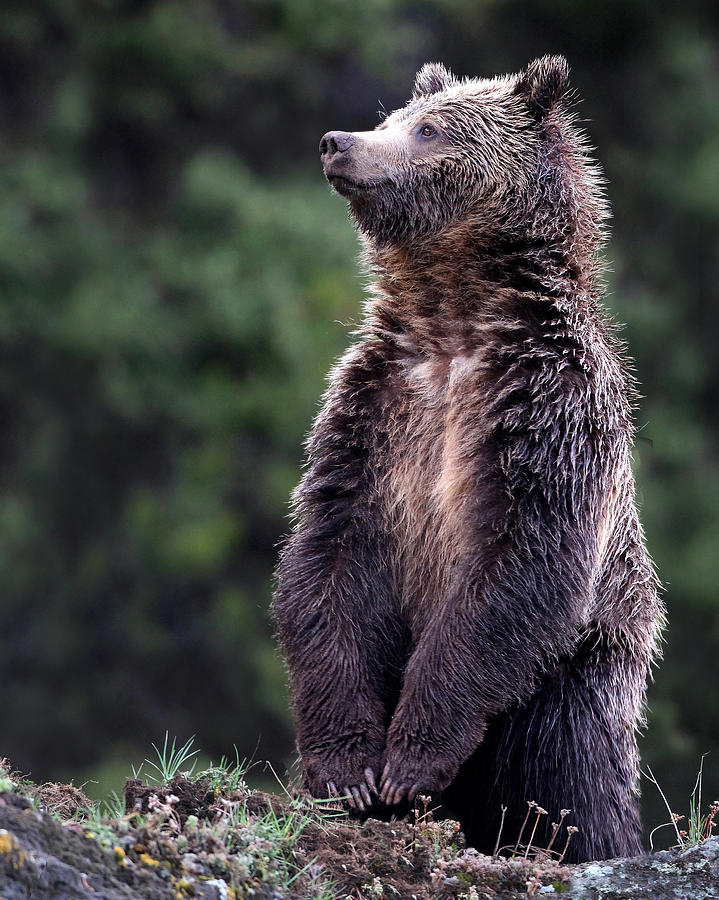 Standing Grizzly Bear Photograph by Pat Gaines