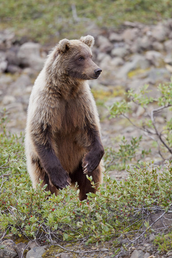 standing angry grizzly bear
