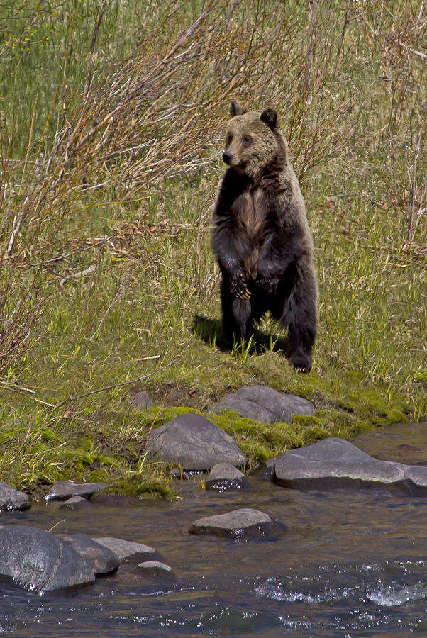Standing Grizzly Photograph by J L Woody Wooden