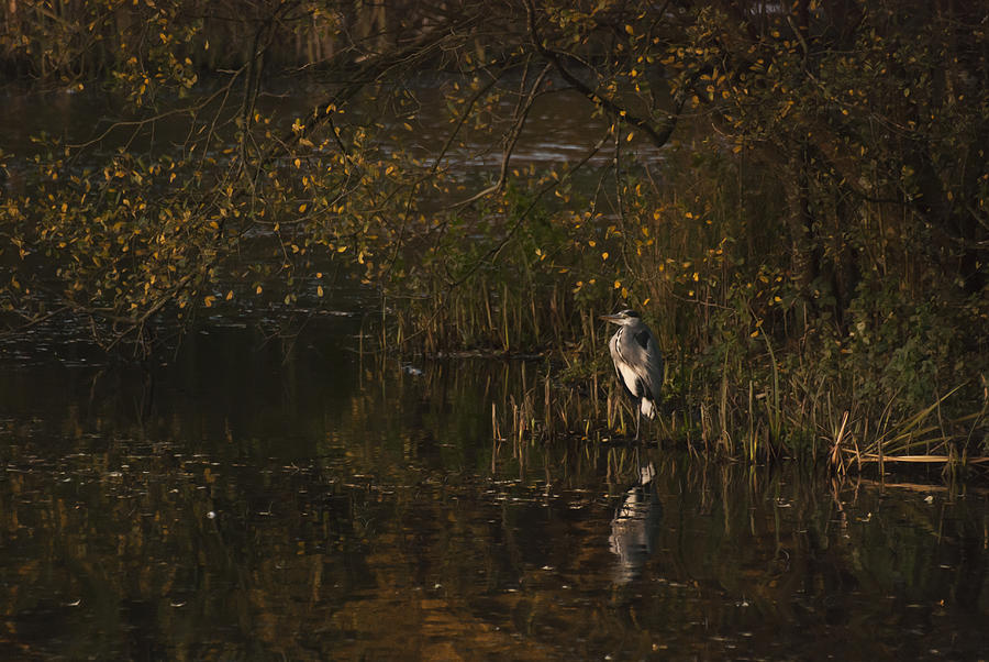 Heron Photograph - Standing Guard 2 by Steve Purnell