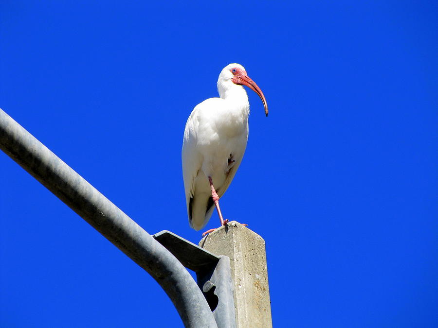 Standing Ibis Photograph by RobLew Photography
