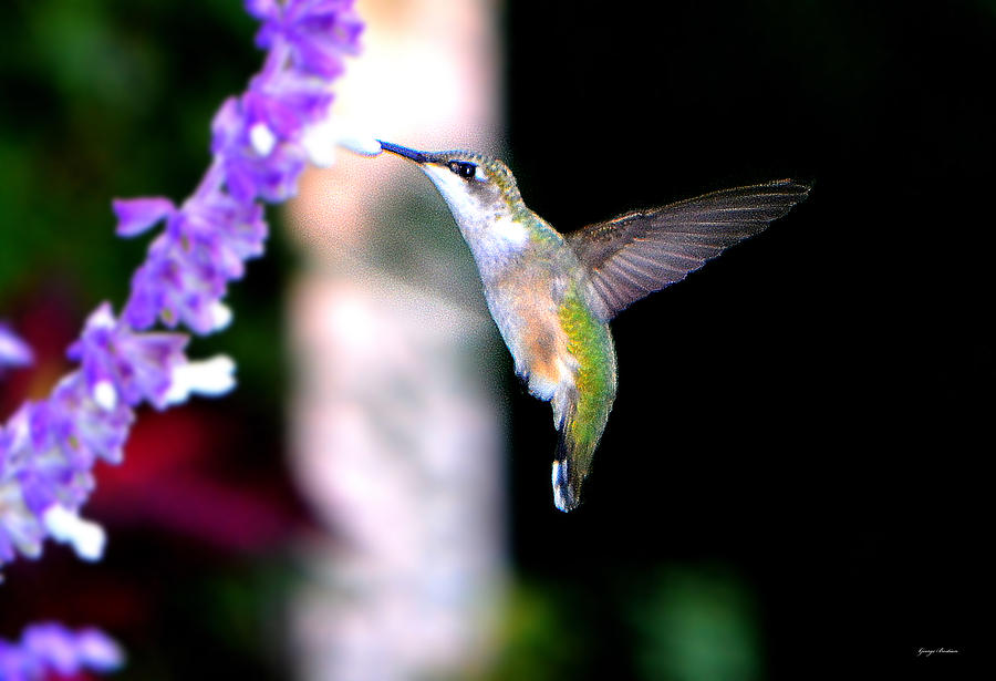 Standing in Motion   Hummingbird 004 Photograph by George Bostian