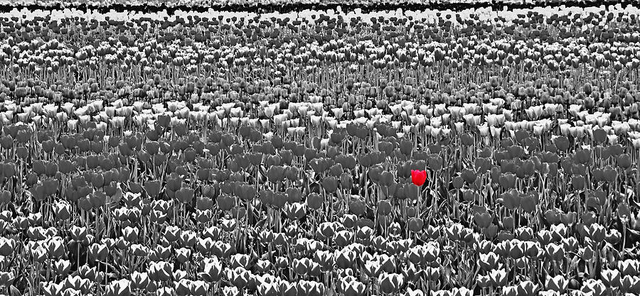 Standing Out in a Crowd Photograph by Nick Kloepping
