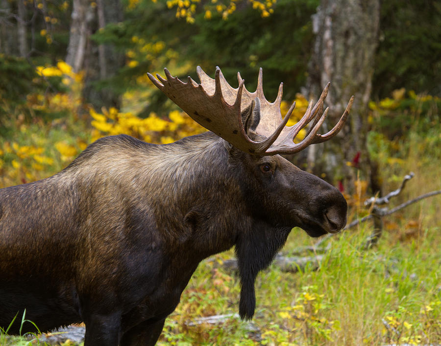 Moose Photograph - Standing Proud by Doug Lloyd