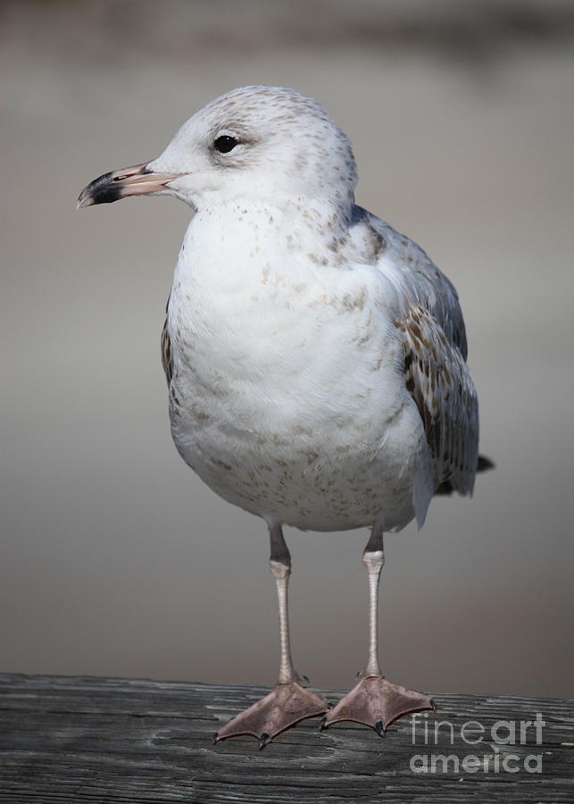 Standing Seagull Photograph by Carol Groenen
