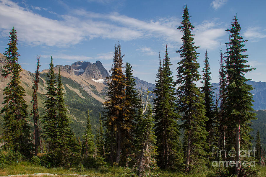 Standing Tall and Proud are Mount Gould and Subalpine Fir 2 Photograph by Katie LaSalle-Lowery