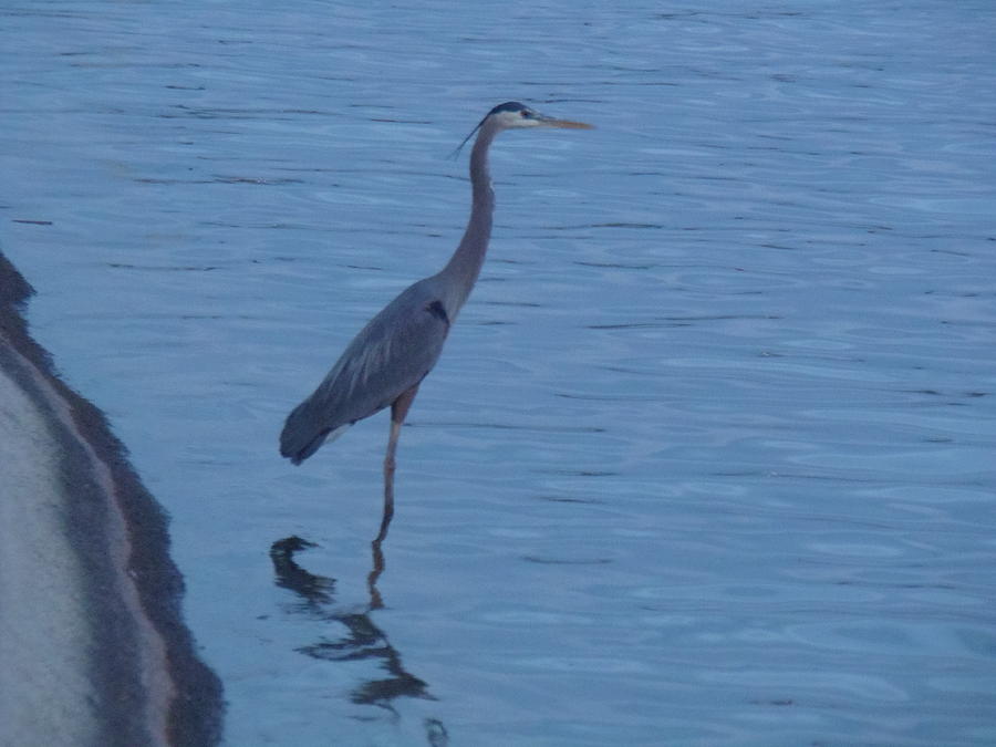 Standing Tall Photograph by Davon Duncan - Fine Art America