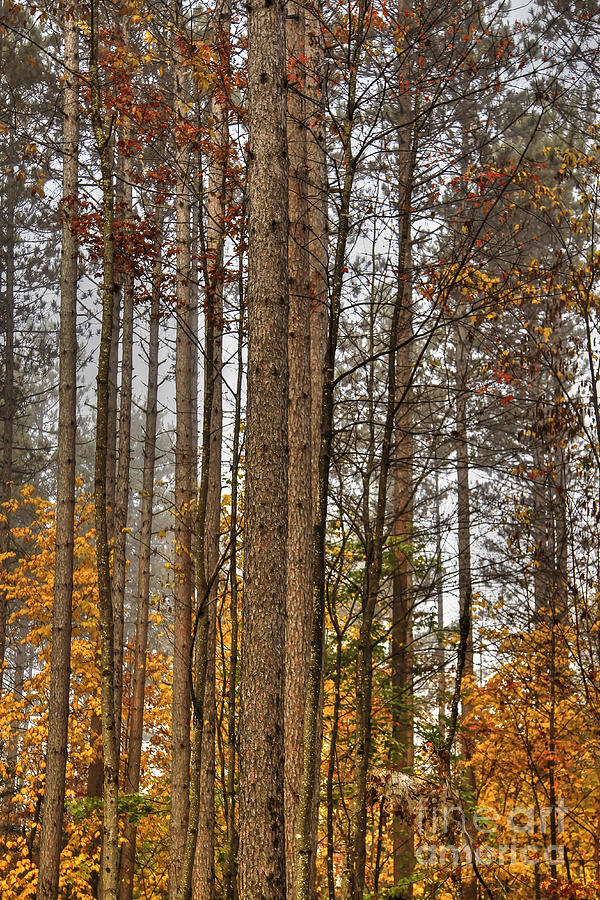 Standing Tall for Fall Photograph by Brenda Giasson