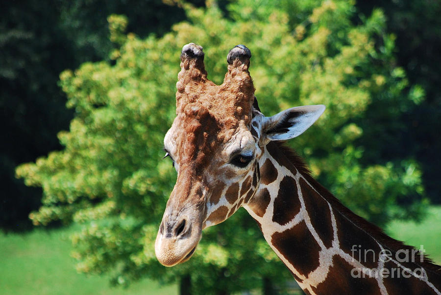 Giraffe Photograph - Standing Tall by Monica Poole