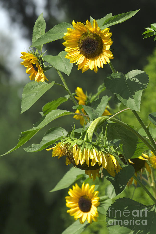 Sunflower Photograph - Standing Tall by Sharon Talson