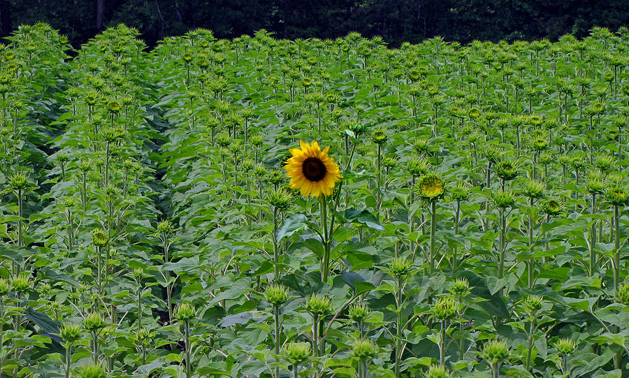 Standing Tall Sunflower Photograph by Ms Judi