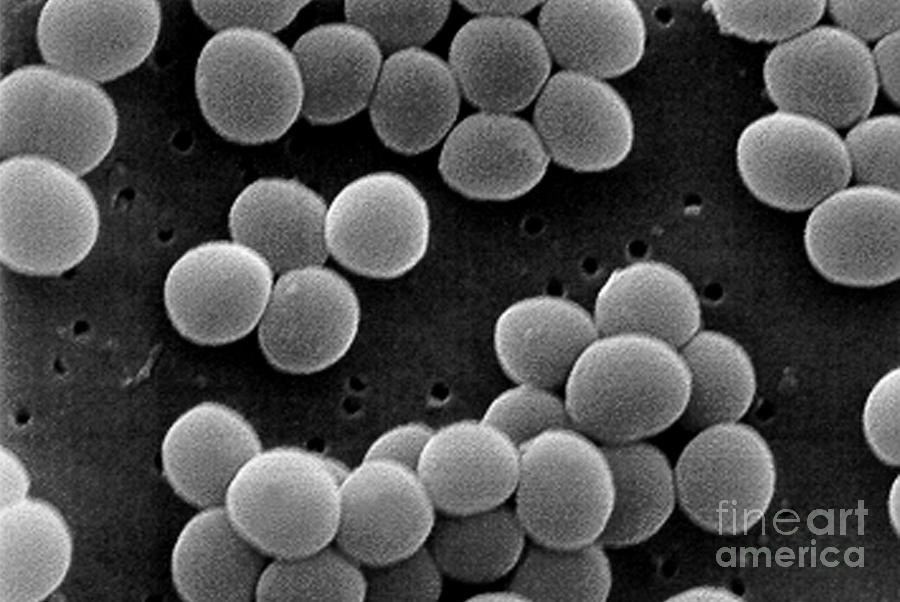 Staphylococcus Aureus Photograph By Science Source