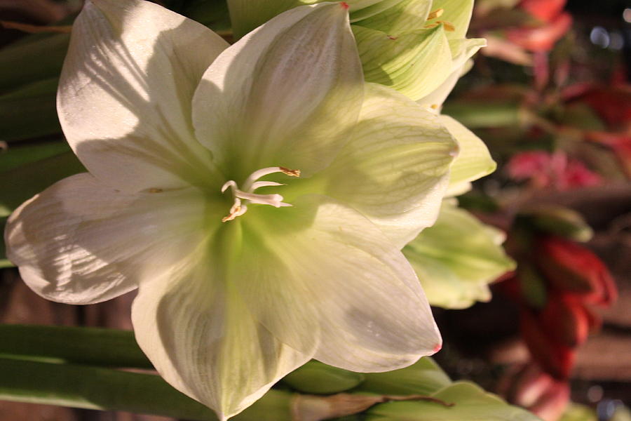 Star Flower Photograph by Patricia Richter - Fine Art America